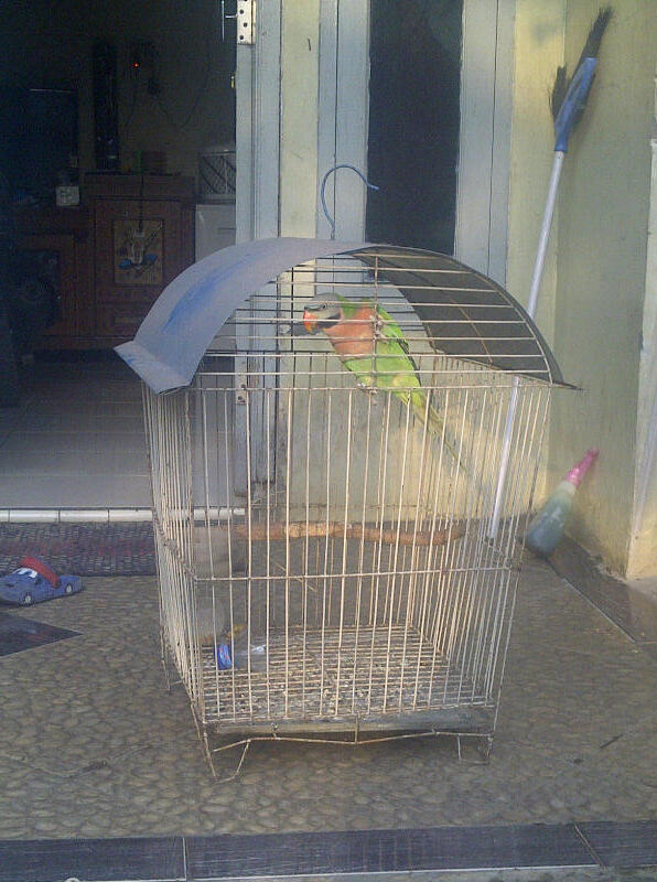 Terjual betet jinak gacor isian kacer kenari lovebird dll 