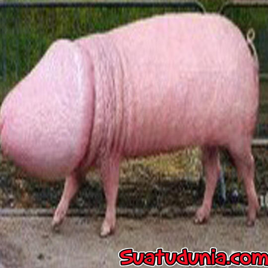 Kumpulan Gambar Paling Gokil Se-Dunia Bikin Ngakak