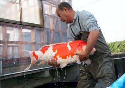 Sistem Penilaian &amp; Bobot Nilai dalam Penjurian Koi [Bocoran!]