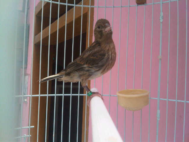 menjual dan menyediakan burung kenari