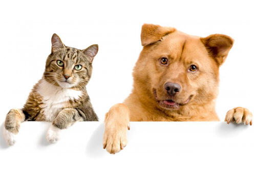 Pertolongan Pertama Pada Gigitan Binatang Anjing/Kucing (Penting!)