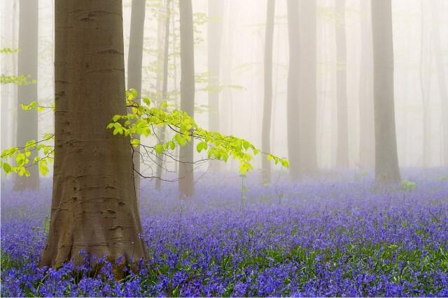 Hutan Biru Eropa