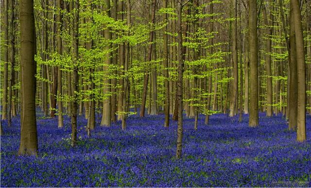 Hutan Biru Eropa