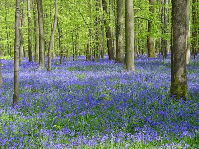 Hutan Biru Eropa