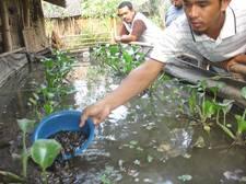 LOWONGAN MANDOR DAN STAFF PERIKANAN AIR TAWAR 