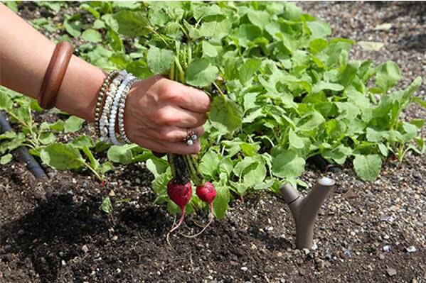 Kebun Juga Sekarang Sudah Bisa Pake Gadget Loh gan