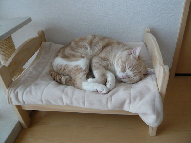 Kreatif! Tempat Tidur Boneka Dijadikan Tempat Tidur Kucing