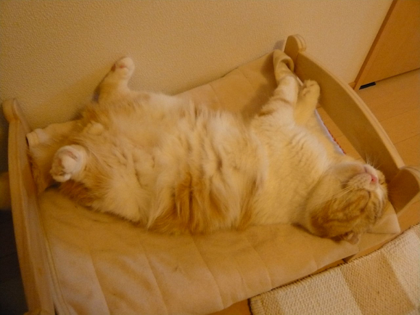 Kreatif! Tempat Tidur Boneka Dijadikan Tempat Tidur Kucing