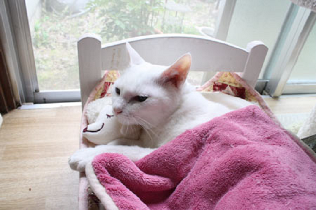Kreatif! Tempat Tidur Boneka Dijadikan Tempat Tidur Kucing
