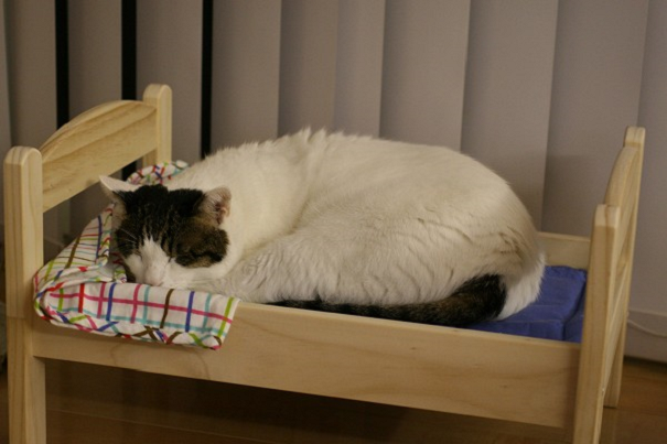 Kreatif! Tempat Tidur Boneka Dijadikan Tempat Tidur Kucing