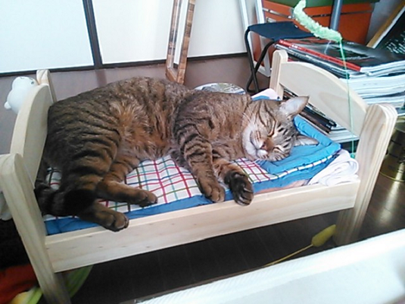 Kreatif! Tempat Tidur Boneka Dijadikan Tempat Tidur Kucing