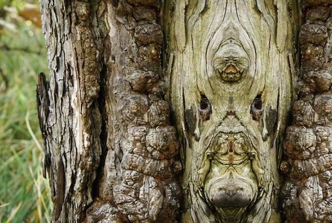 Wajah-Wajah yang Tersembunyi Dibalik Pohon