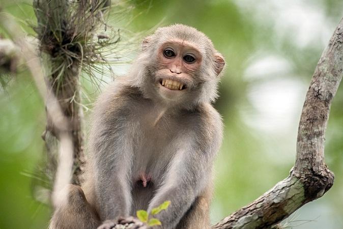 Hewan yang Keluar Saat Orang Marah!