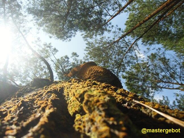 &#91;Nature&#93; : 25 Foto Pohon Menakjubkan Yang Belum Pernah Agan Lihat Sebelumnya