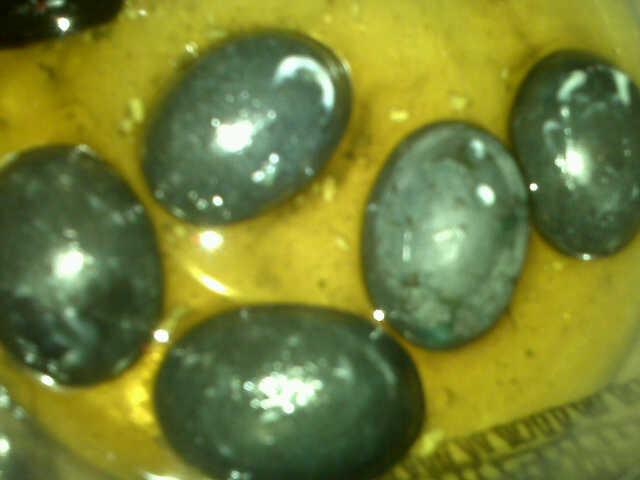 obral bacan palamea kembar murah