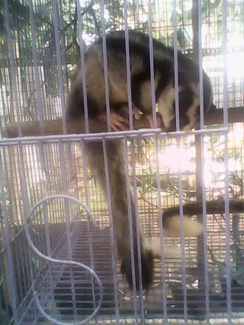 Tupai Putih Bukan Sugar Glider (SG)