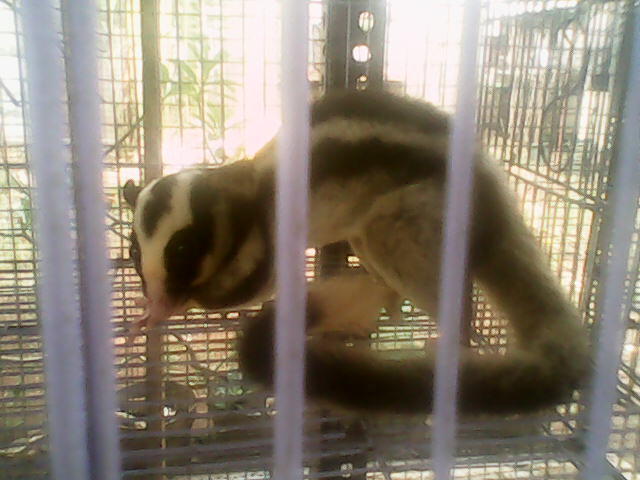 Tupai Putih Bukan Sugar Glider (SG)