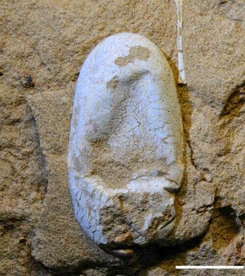 Telur Dinosaurus Utuh 120 Juta Tahun Ditemukan Di Cina