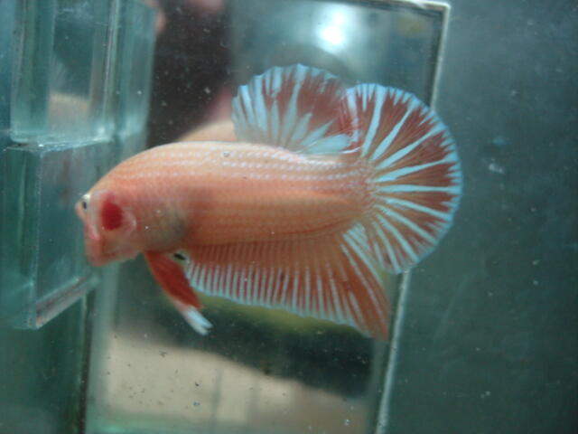 Terjual ikan  cupang  baby giant halfmoon double tail 