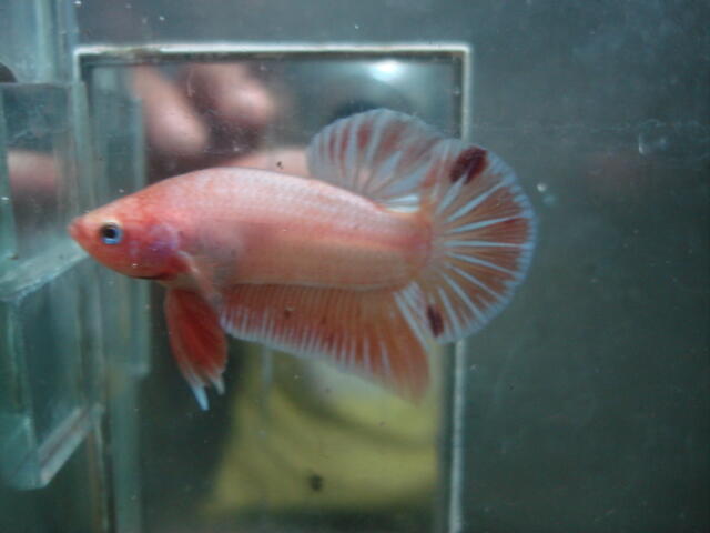 Terjual ikan  cupang  baby giant halfmoon double tail 