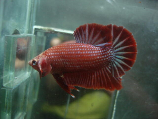 Terjual ikan  cupang  baby giant halfmoon double tail 