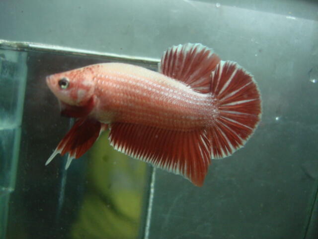 Terjual ikan cupang baby giant, halfmoon double tail ...