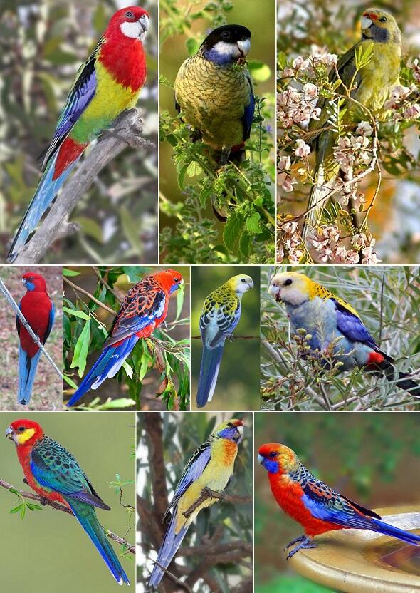 MENGENAL ROSELLA