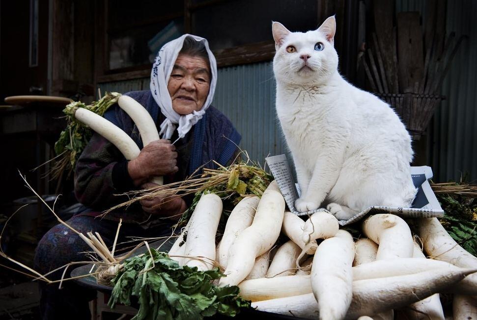 Buat Kamu Yang Pencinta Kucing,Inilah 20 Kucing Paling Terkenal DI dunia