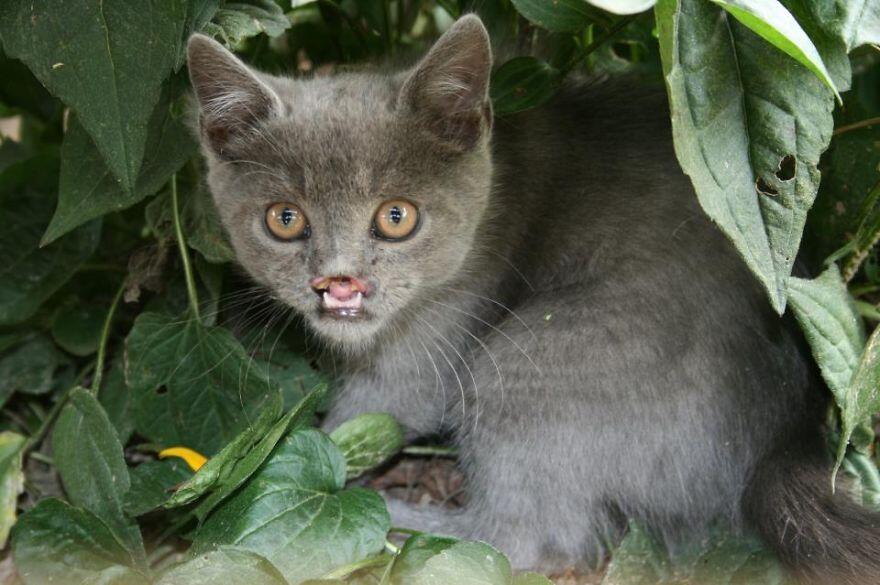 Buat Kamu Yang Pencinta Kucing,Inilah 20 Kucing Paling Terkenal DI dunia