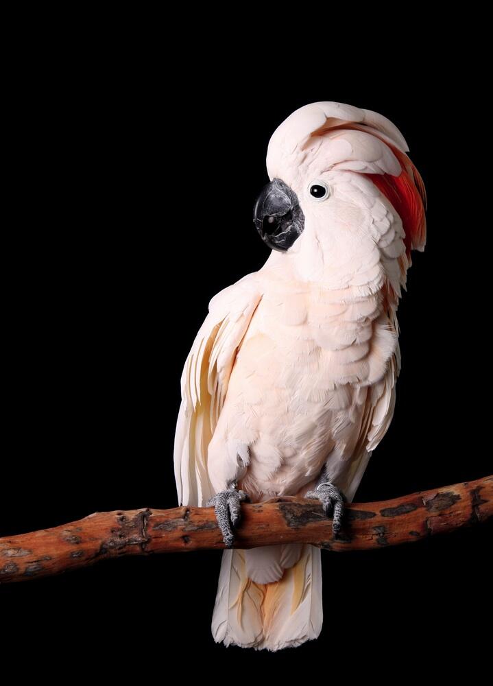 45 Fakta Unik Seputar Burung Paruh Bengkok