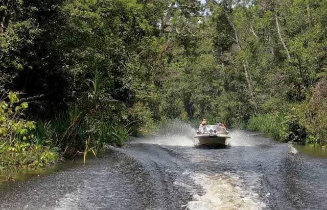 5 Hutan Paling Liar Di Indonesia