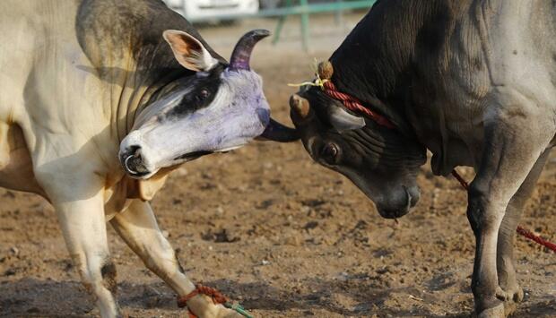 Sapi Pejantan Ini Ternyata Gay