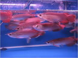 Menjual Jenis-jenis Ikan Arwana Super Red Anakan & Indukan,