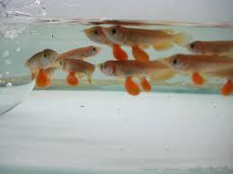 Menjual Jenis-jenis Ikan Arwana Super Red Anakan & Indukan,