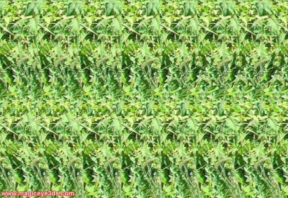 ILUSI MATA, GAMBAR 4D