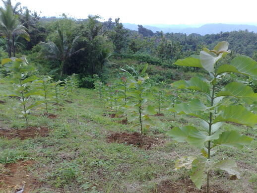 Investasi Tanah 100rb/m Daerah Jkt Dan Bibit Jati ( Solomon)
