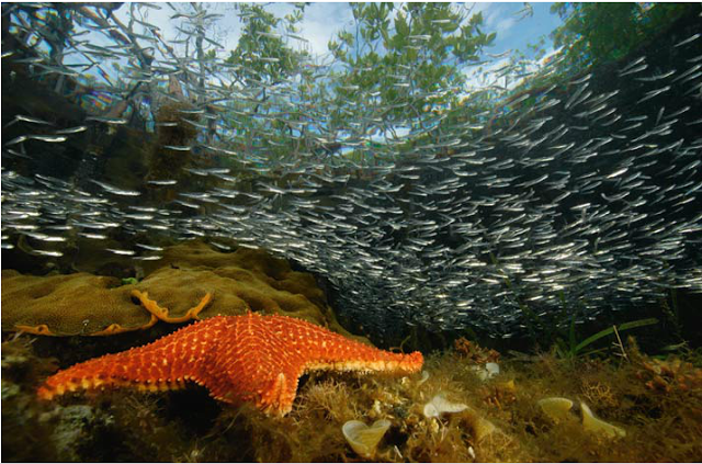  Pesona di rerimbun Mangrove