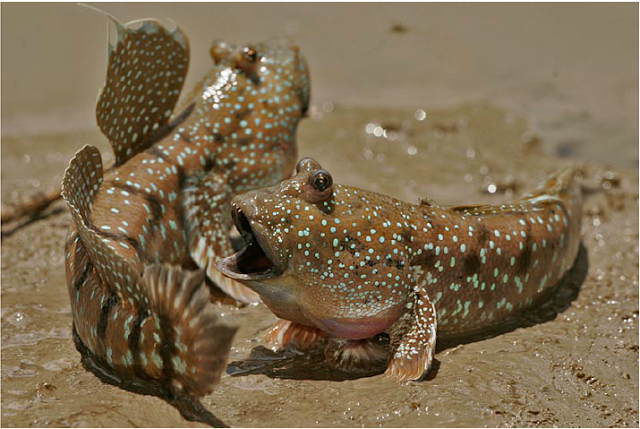  Pesona di rerimbun Mangrove