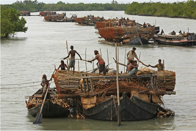  Pesona di rerimbun Mangrove