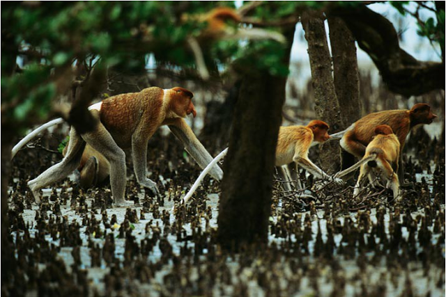  Pesona di rerimbun Mangrove