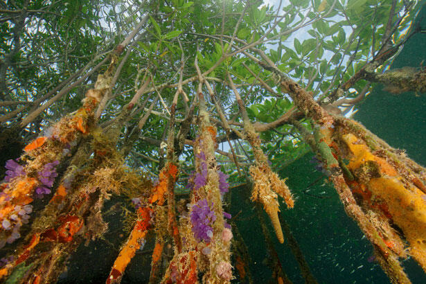Pesona di rerimbun Mangrove