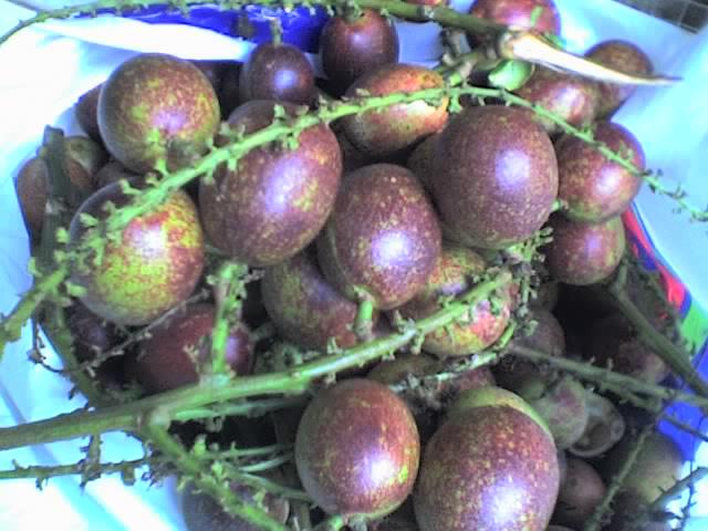 BUAH INDONESIA YANG TERLUPAKAN