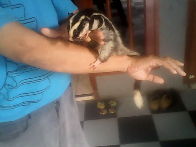 Tupai Putih Bukan Sugar Glider (SG)