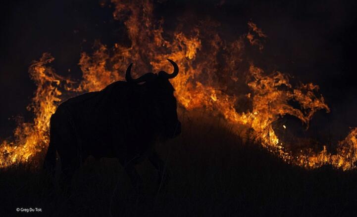 Foto Luar Biasa Pemenang Wildlife Photographer of the Year 2014