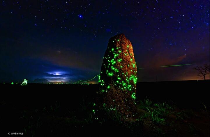 Foto Luar Biasa Pemenang Wildlife Photographer of the Year 2014