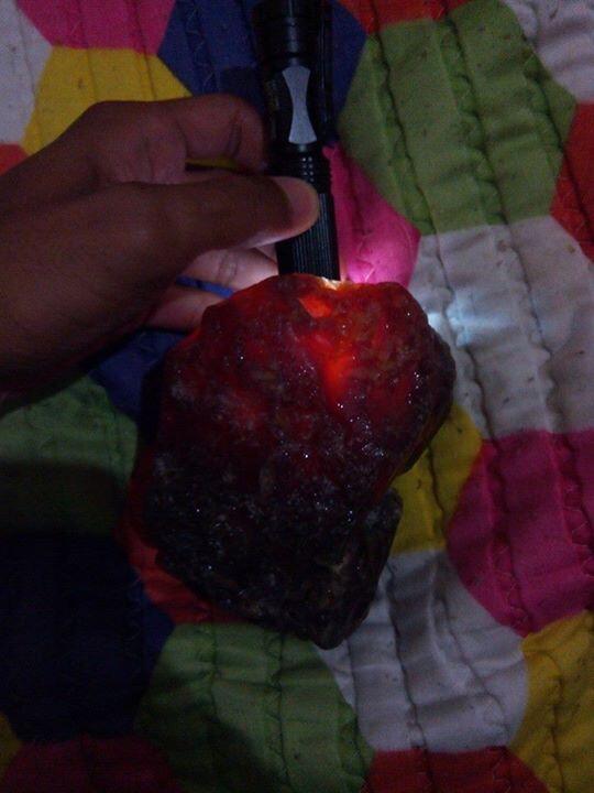 ROUGH RED BARON RAFLESIA BERAT 1KG KUALITAS SUPER