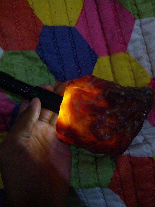 ROUGH RED BARON RAFLESIA BERAT 1KG KUALITAS SUPER