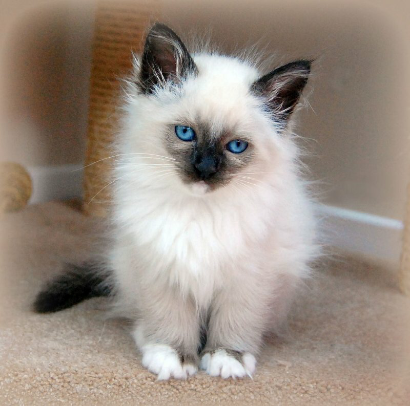 WTB kucing Birman no Himalayan,no siam