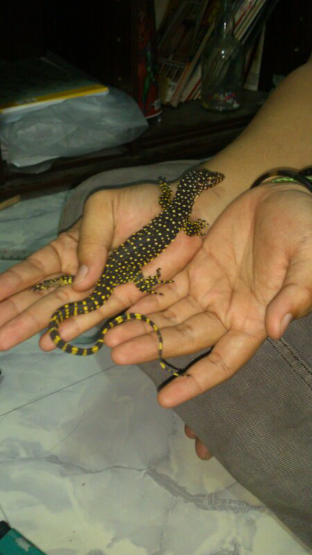 VARANUS indicus wasior