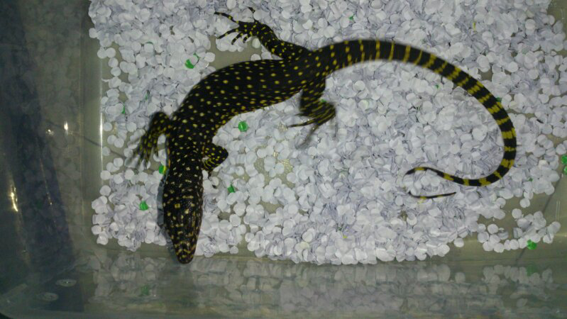 VARANUS indicus wasior